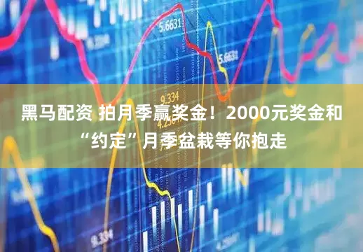 黑马配资 拍月季赢奖金！2000元奖金和“约定”月季盆栽等你抱走